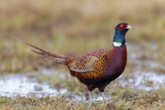 Fasan, Common Pheasant, Pheasant, Ring-necked Pheasant, Phasianus colchicus, Faisan de Colchide,