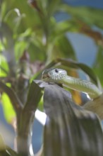 Western green mamba (Dendroaspis viridis), green mamba, venomous snake, climbs in a tree,