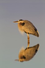 Great Blue Heron (Ardea herodias), Florida, USA