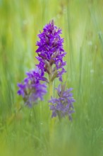 Western marsh orchid (Dactylorhiza majalis), also known as broad-leaved orchid, wet meadow, flower,