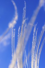 Feather grass (Stipa pennata) at a blue sky at a abstract nature pattern