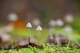 Milky mycena (Mycena galopus) mushroom in a forest in autumn, Bavaria, Germany