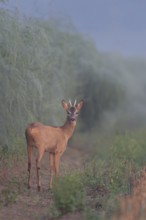 Wenn der Spargel schießt... Rehbock *Capreolus capreolus*