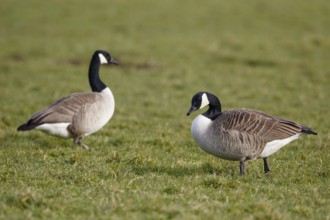 Canada Goose (Branta canadensis), Netherlands