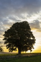 Winter lime tree (Tilia cordata) at sunset, Leubsdorf, Erzgebirge, Saxony, Germany