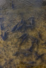 Fish pond with carp (Cyprinus carpio) in the Blockheide nature park Park near Gmünd, Waldviertel,