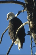 Bald eagle (Haliaeetus leucocephalus), eagle on perch hunting for salmon, in the Chilkat Valley