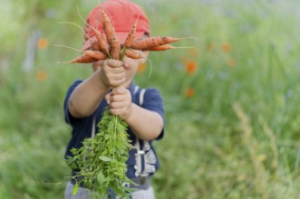 A boy in a field with carrots in his hand. Germany. diet, children, fruit, bio, eco, harvesting,