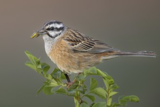 Rock Bunting (Emberiza cia) female with insect prey in its beak, Armenia