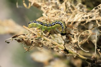 Box tree moth (Cydalima perspectalis), caterpillar, feeding on boxwood, clear feeding, Ellerstadt,