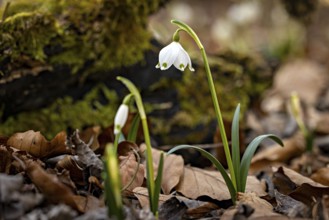 Snowdrops grow between withered leaves and a mossy piece of wood in a natural setting, spring