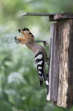 Hoopoe (Upupa epops) with food for the young birds at the nesting box with mole cricket as prey,
