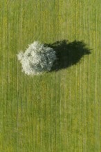 Bird's eye view of blossoming apple tree in meadow, Canton Thurgau, Switzerland