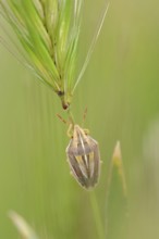Bishop's mitre (Aelia acuminata), Provence, southern France