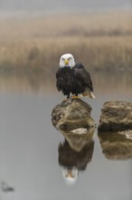 One Bald Eagle, Haliaeetus leucocephalus, standing on a rock in the shallow water ashore a small