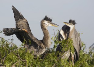 Great Blue Heron (Ardea herodias) juveniles, Texas, USA