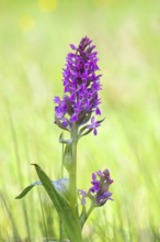 Western marsh orchid (Dactylorhiza majalis), also known as broad-leaved orchid, wet meadow,