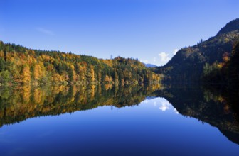 Mountain lake, Colourful autumn forest reflected in the Nussensee, Salzkammergut, Salzburg