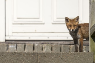Young fox, holiday settlement, Søndervig, Ringkøbing Fjord, Denmark