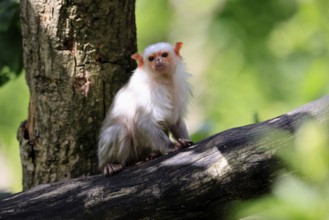 Silver marmoset (Mico argentatus, Syn.: Callithrix argentata), silver marmoset, adult, tree trunk,