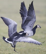 Barnacle Goose (Branta leucopsis), Friesland, Netherlands