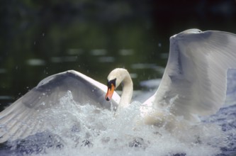 Mute swan. Cygnus olor. A swan lands on a river. Forest of La Wantzenau. Region of Alsace. France