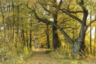 Elephant oak and avenue with old oaks (Quercus) at the large pond in the Spreer Heide in autumn,