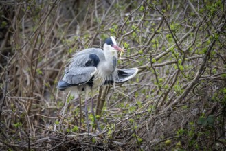 Grey heron (Ardea cinera), building a nest, Vienna, Austria
