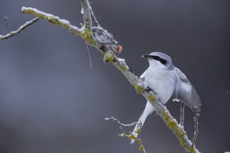 Great Grey Shrike (Lanius excubitor) consuming a mouse impaled in a thorn bush, Germany