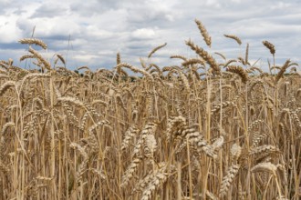 Wheat (Triticum) field, ripe wheat, Rhineland-Palatinate, Germany