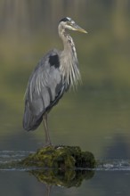 Great Blue Heron (Ardea herodias), Canada