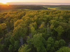 An autumnal forest landscape at sunset, trees in bright colours, forest pasture project,