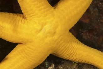 Close-up of sunflower starfish (Stichastrella rosea) yellow-orange variety, Mediterranean Sea