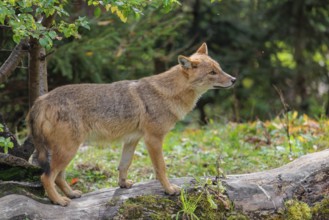 A golden jackal (Canis aureus) stands on a rotting tree lying on the ground between bushes and