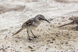 Galápagos mockingbird (Mimus parvulus, syn.: Nesomimus parvulus), Galapagos, Ecuador