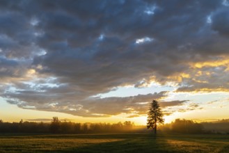 Single tree in front of a sunset in a field, dramatic cloud formations and fascinating plays of