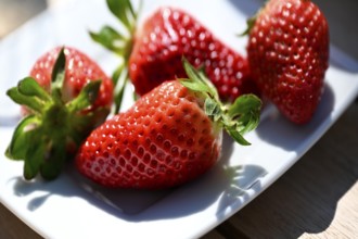 Four strawberries (Fragaria) on a white plate