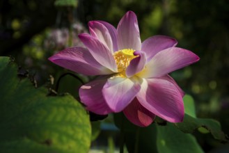Lotus, Ko Chang, Koh Chang, Mu Ko Chang National Park, Trat, Thailand