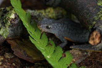 Alpine newt on a wet ground. leaves and lichens. Hessen, Germany