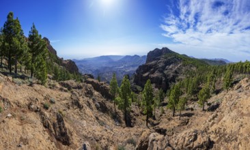 View into the valley of the Caldera de Tirajana, pine forest around the summit of El Campanario,
