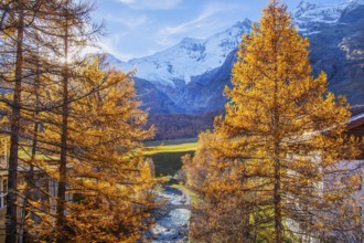 Autumn landscape with larches, Dom 4545m and Täschhorn 4491m of the Mischabel group, Saas-Fee, Saas