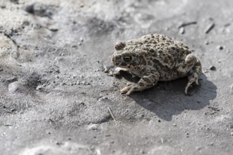 Natterjack toad (Epidalea calamita), Emsland, Lower Saxony, Germany
