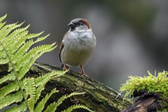 House sparrow (Passer domesticus) adult male perched on tree stump