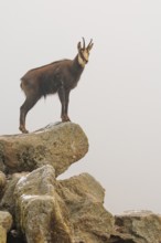 An adult male chamois (Rupicapra rupicapra) stands on a rock in dense fog at sunrise, illuminated