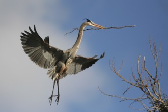 Great Blue Heron (Ardea herodias) flying, Ohio, USA