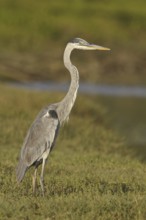 Great Blue Heron (Ardea herodias), Ecuador