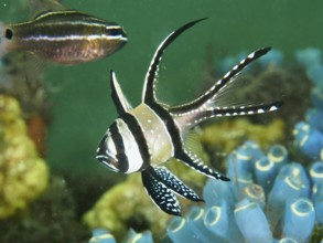 A striped Banggai cardinalfish (Pterapogon kauderni) swimming near blue sea squirts, dive site