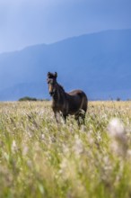 A dark horse in a wide meadow against an imposing mountain backdrop, Yssykköl, Kyrgyzstan