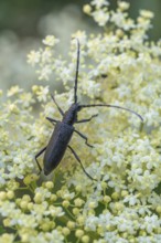 Oxymirus cursor beetle feeding on pollen on an elderflower. Jechtingen, Emmendingen, Kaiserstuhl,