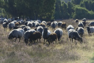 Heidschnucken (Ovis aries), herd in the blooming heathland, Südheide Nature Park, Lüneburg Heath,